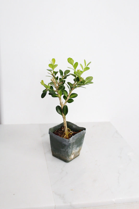 Bonsai Tree Starter Gift Winter Gem Boxwood Plant Variegated Plant Variegated Leaf Plant Buxus Microphylla Boxleaf Japanese Outdoor Garden