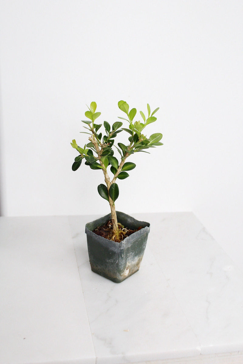 Bonsai Tree Starter Gift Winter Gem Boxwood Plant Variegated Plant Variegated Leaf Plant Buxus Microphylla Boxleaf Japanese Outdoor Garden