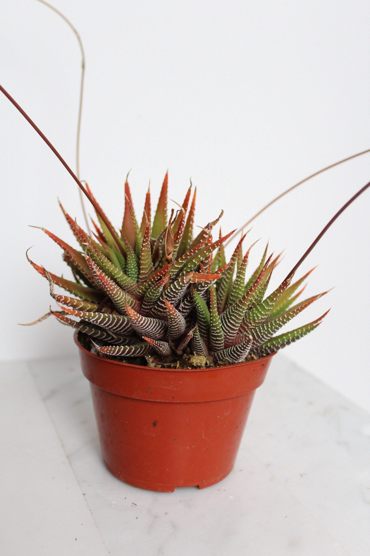 Zebra Haworthia "Zebra Plant" Succulent Plant Potted Plant for Indoor Home Office Decor House Wedding Baby Shower Party Favors Gifts for Her