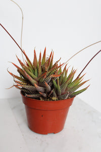 Zebra Haworthia "Zebra Plant" Succulent Plant Potted Plant for Indoor Home Office Decor House Wedding Baby Shower Party Favors Gifts for Her