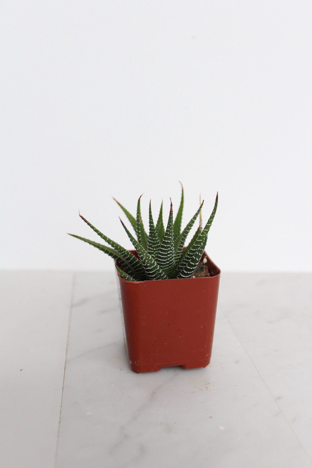 Zebra Haworthia "Zebra Plant" Succulent Plant Potted Plant for Indoor Home Office Decor House Wedding Baby Shower Party Favors Gifts for Her