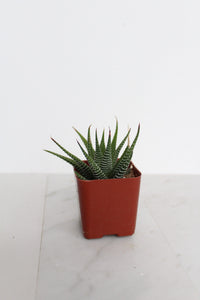 Zebra Haworthia "Zebra Plant" Succulent Plant Potted Plant for Indoor Home Office Decor House Wedding Baby Shower Party Favors Gifts for Her