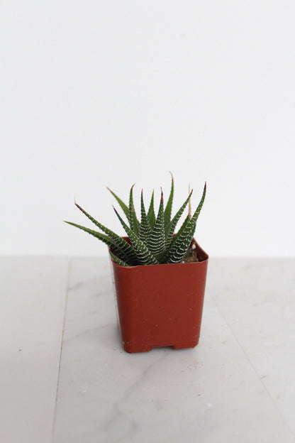 Zebra Haworthia "Zebra Plant" Succulent Plant Potted Plant for Indoor Home Office Decor House Wedding Baby Shower Party Favors Gifts for Her