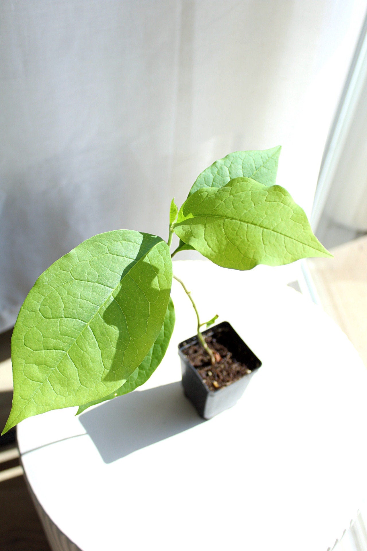 Fragrant Flower Saucer Magnolia Soulangeana Live Tree Bonsai Starter Tree Pink Tulip Flower Tree Outdoor Garden Landscape Deciduous Tree