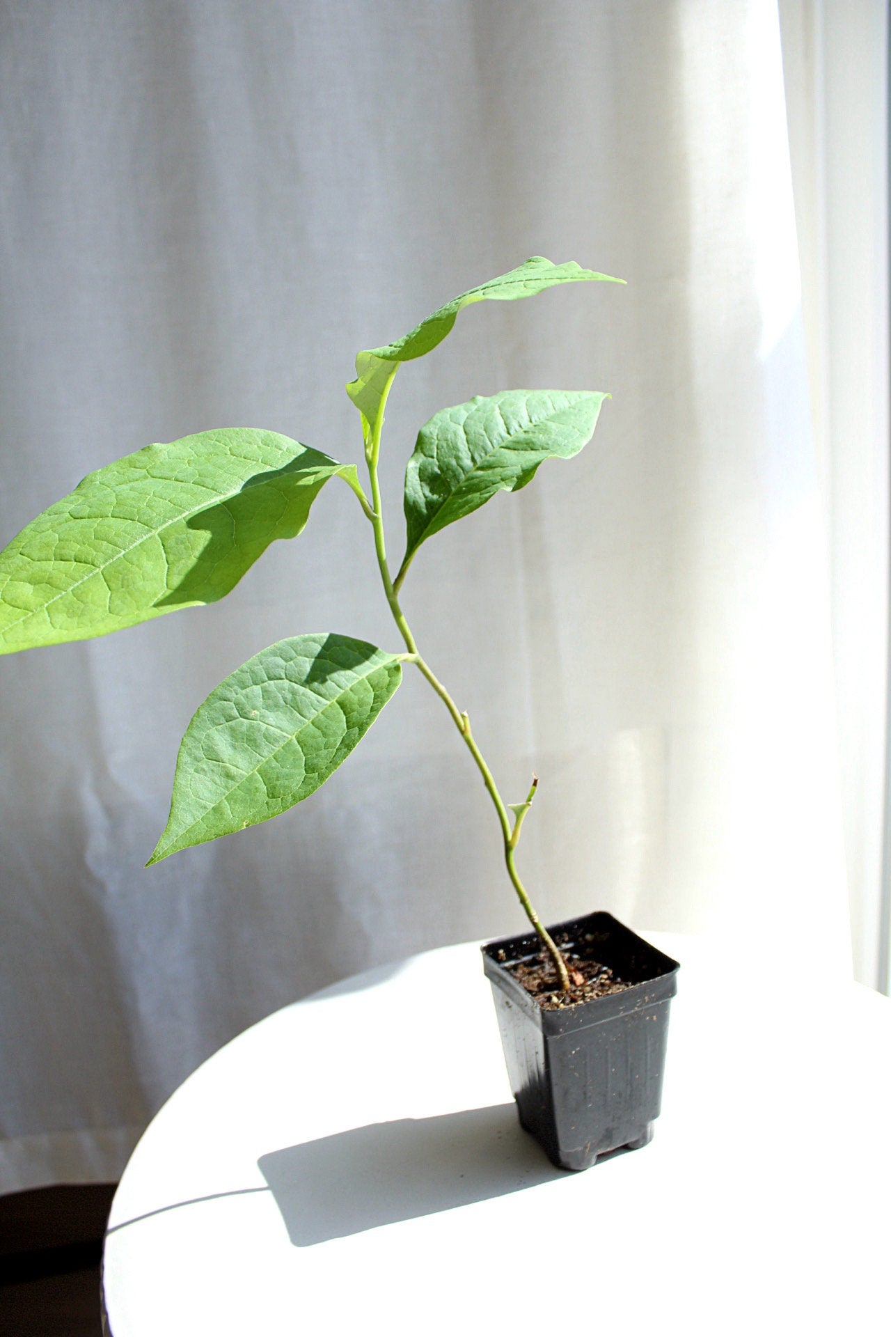 Fragrant Flower Saucer Magnolia Soulangeana Live Tree Bonsai Starter Tree Pink Tulip Flower Tree Outdoor Garden Landscape Deciduous Tree