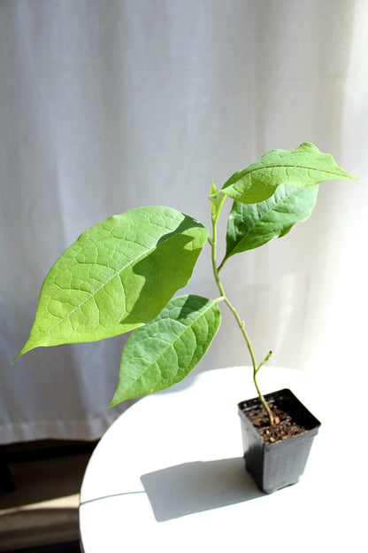 Fragrant Flower Saucer Magnolia Soulangeana Live Tree Bonsai Starter Tree Pink Tulip Flower Tree Outdoor Garden Landscape Deciduous Tree