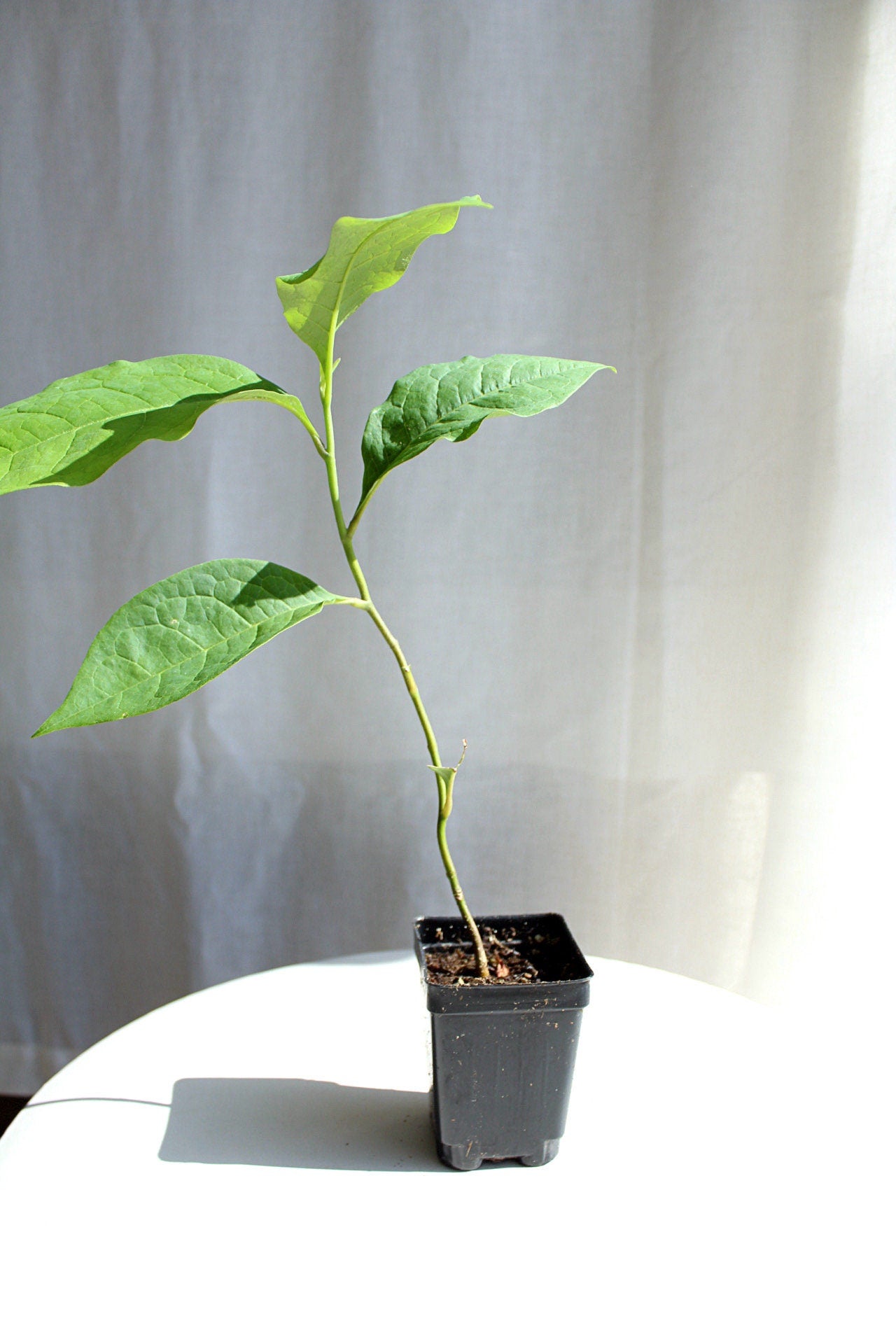 Fragrant Flower Saucer Magnolia Soulangeana Live Tree Bonsai Starter Tree Pink Tulip Flower Tree Outdoor Garden Landscape Deciduous Tree