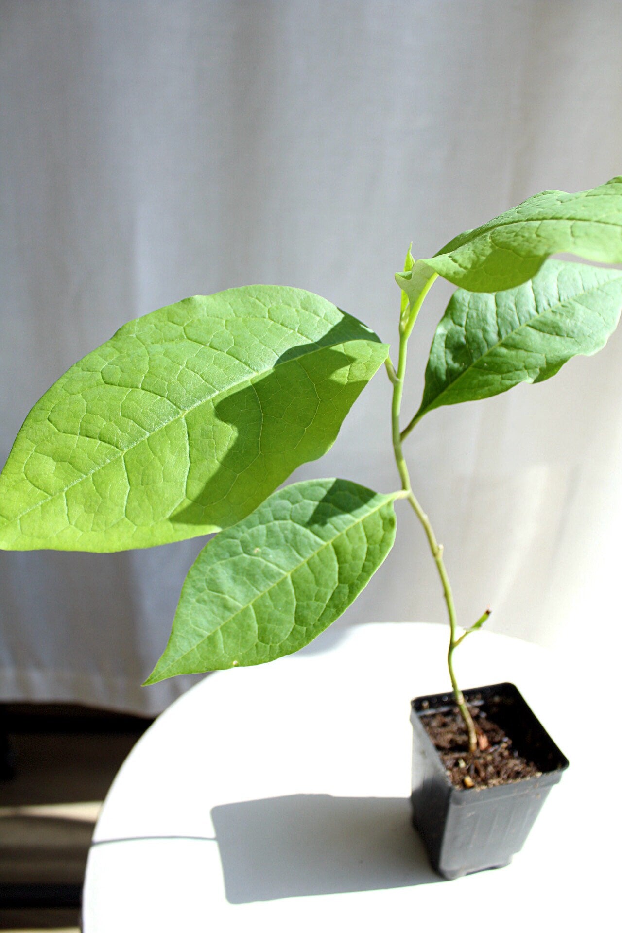 Fragrant Flower Saucer Magnolia Soulangeana Live Tree Bonsai Starter Tree Pink Tulip Flower Tree Outdoor Garden Landscape Deciduous Tree