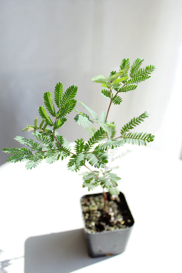 Purple Leaf Acacia – Drought-Tolerant Weeping Starter Tree