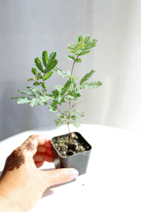 Purple Leaf Acacia – Drought-Tolerant Weeping Starter Tree
