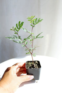 Purple Leaf Acacia – Drought-Tolerant Weeping Starter Tree