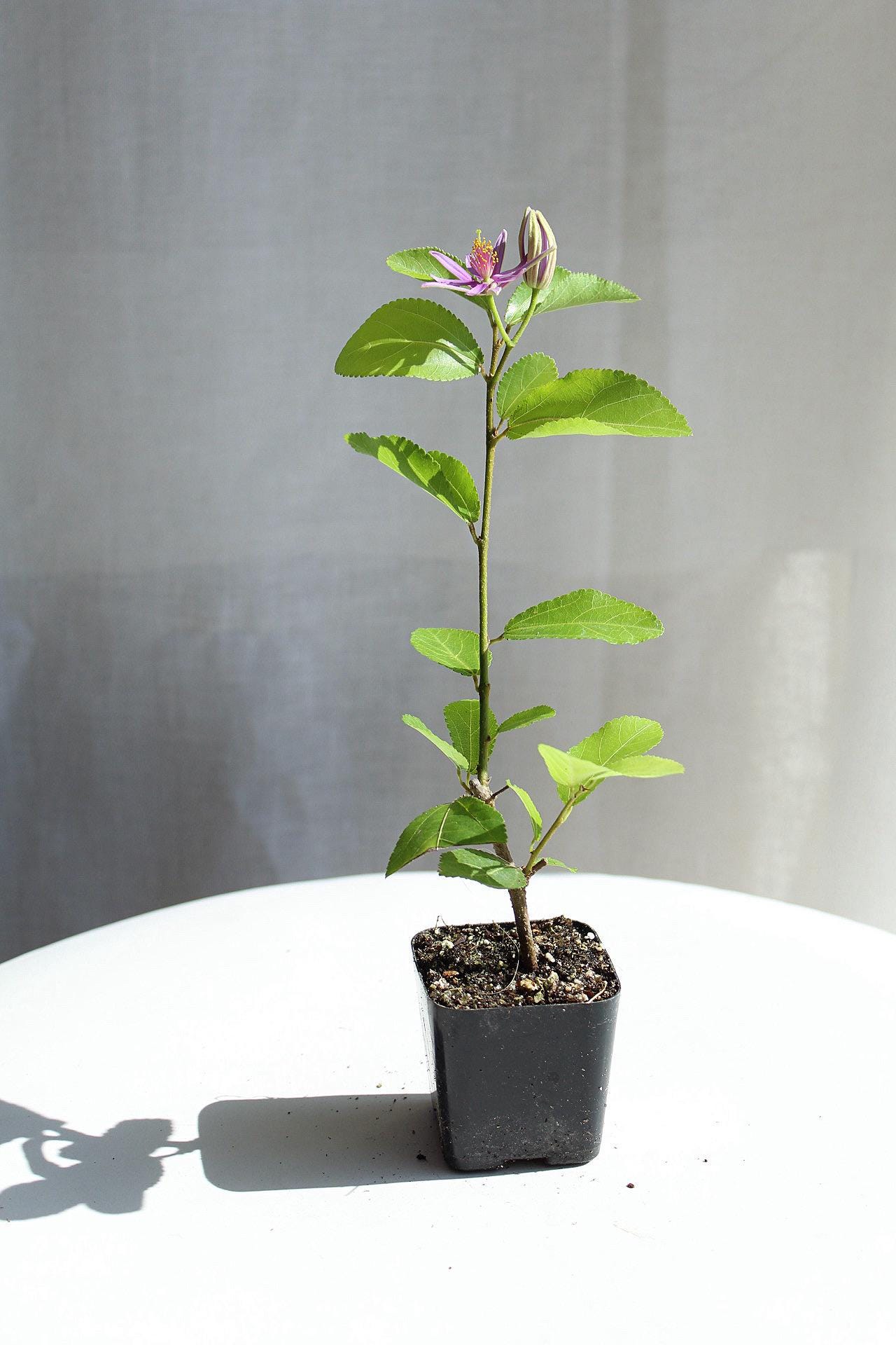 Lavender Star Flower Bonsai Tree African Starbush Crossberry Starter Plant Shrub Purple Flower Evergreen Climber Trellis Arbor Cover Outdoor