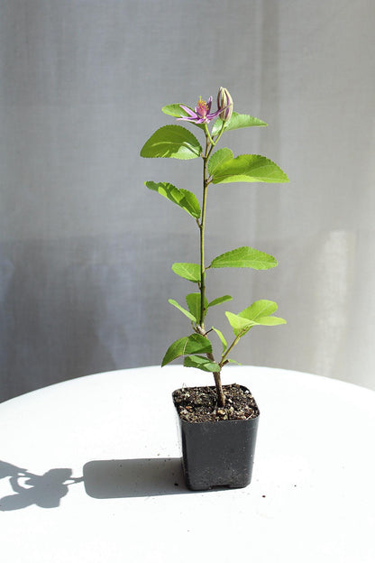 Lavender Star Flower Bonsai Tree African Starbush Crossberry Starter Plant Shrub Purple Flower Evergreen Climber Trellis Arbor Cover Outdoor