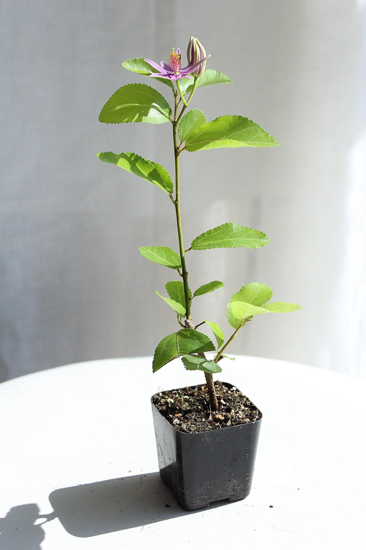 Lavender Star Flower Bonsai Tree African Starbush Crossberry Starter Plant Shrub Purple Flower Evergreen Climber Trellis Arbor Cover Outdoor