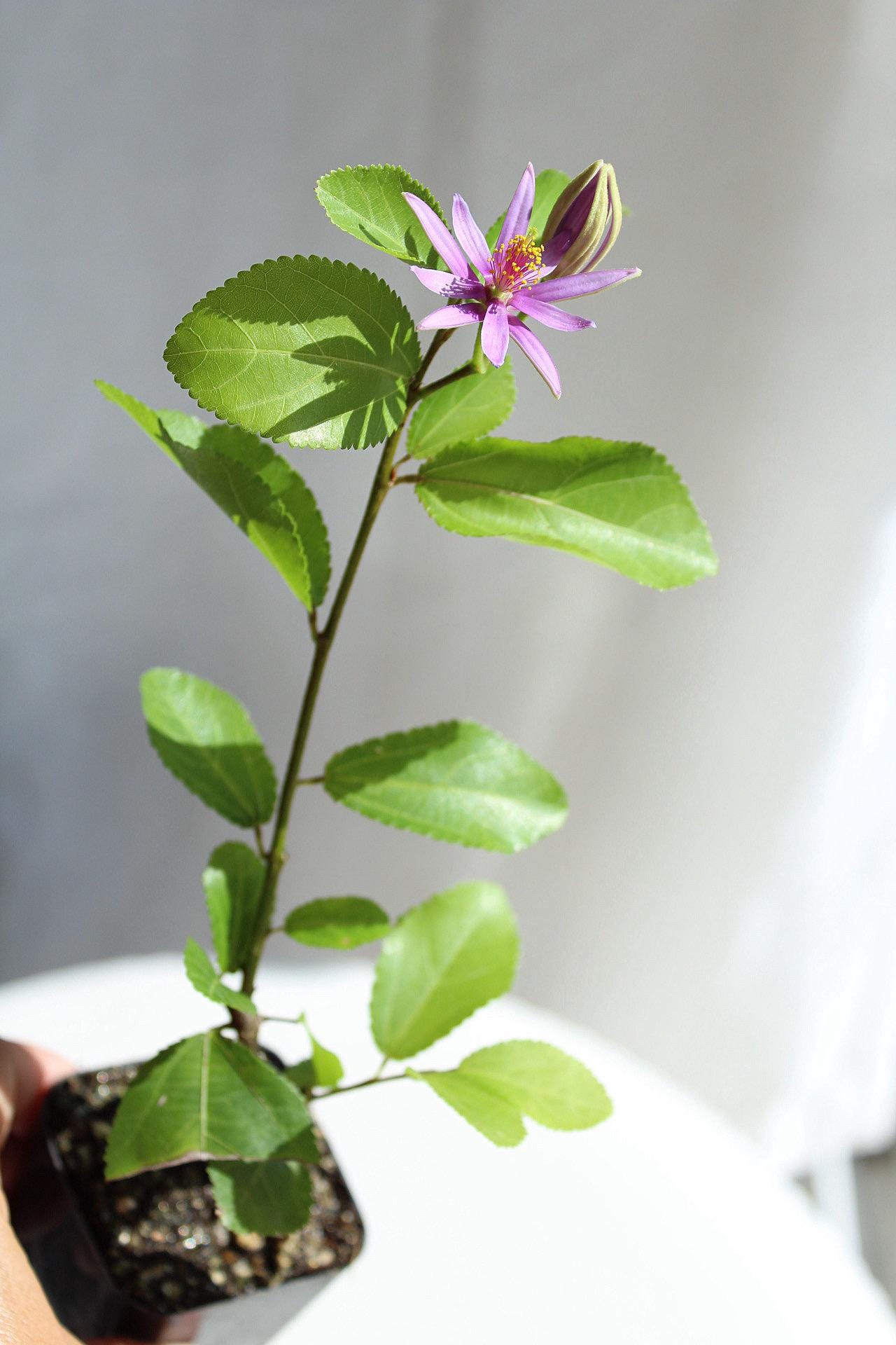 Lavender Star Flower Bonsai Tree African Starbush Crossberry Starter Plant Shrub Purple Flower Evergreen Climber Trellis Arbor Cover Outdoor