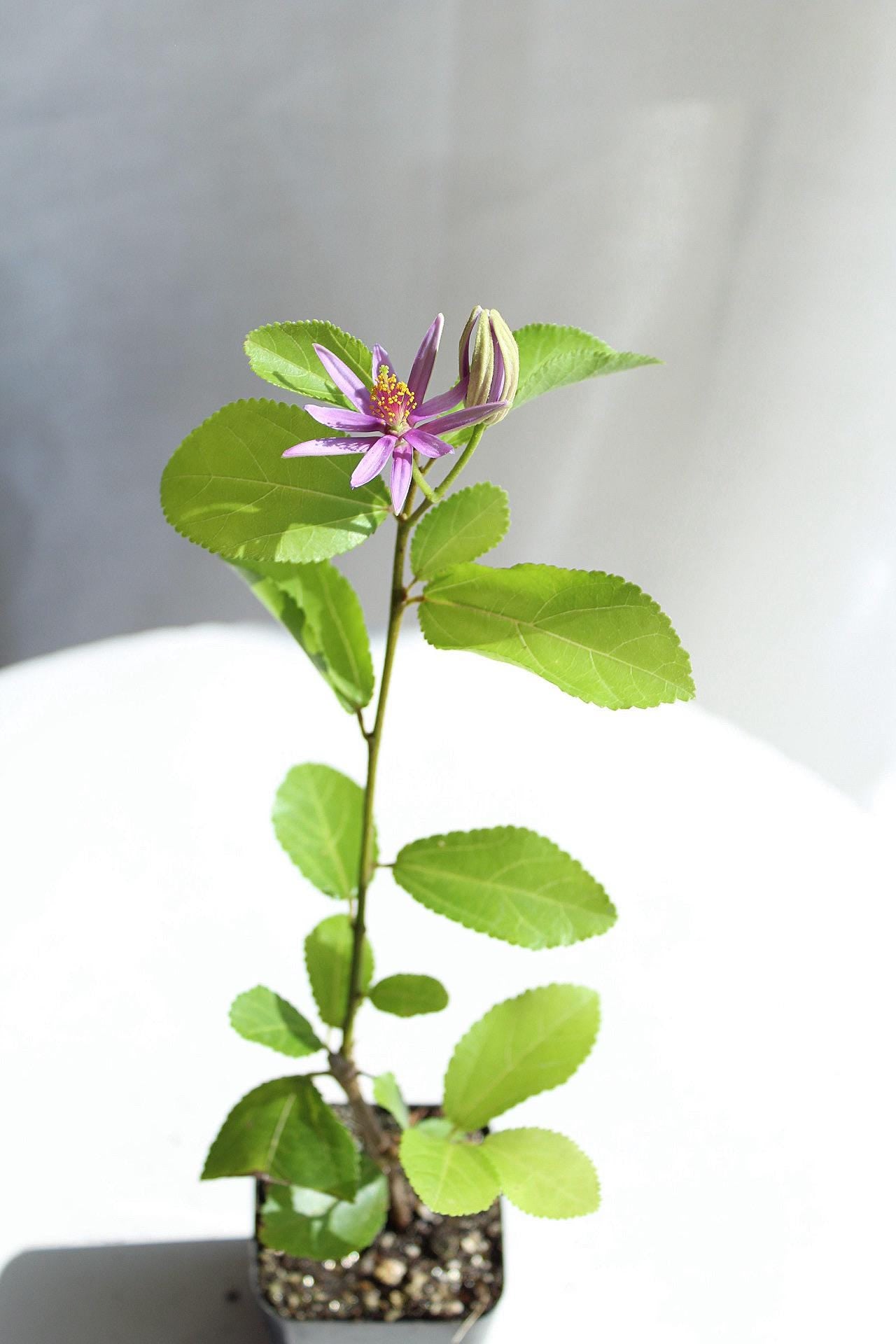 Lavender Star Flower Bonsai Tree African Starbush Crossberry Starter Plant Shrub Purple Flower Evergreen Climber Trellis Arbor Cover Outdoor