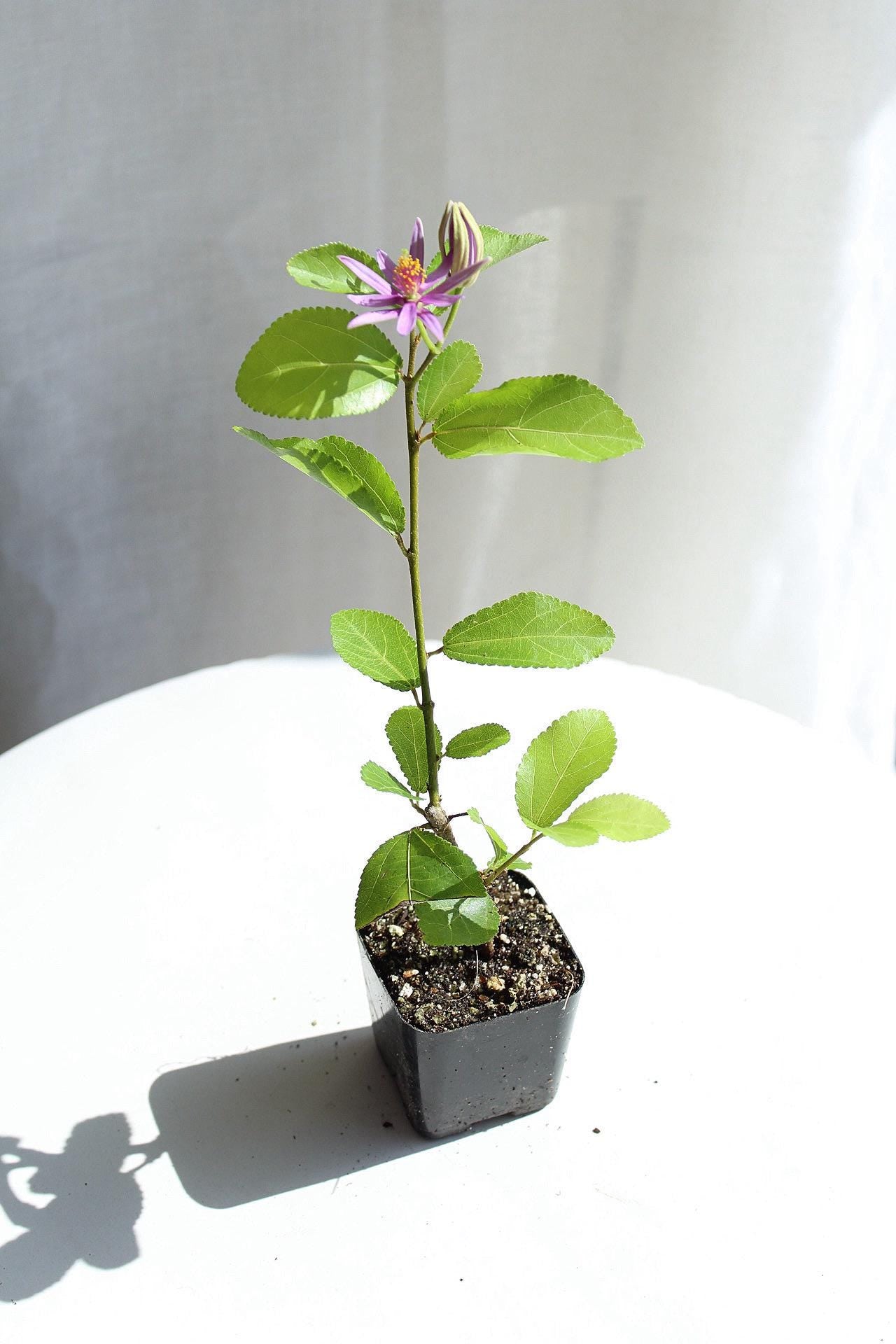 Lavender Star Flower Bonsai Tree African Starbush Crossberry Starter Plant Shrub Purple Flower Evergreen Climber Trellis Arbor Cover Outdoor