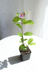 Lavender Star Flower Bonsai Tree African Starbush Crossberry Starter Plant Shrub Purple Flower Evergreen Climber Trellis Arbor Cover Outdoor