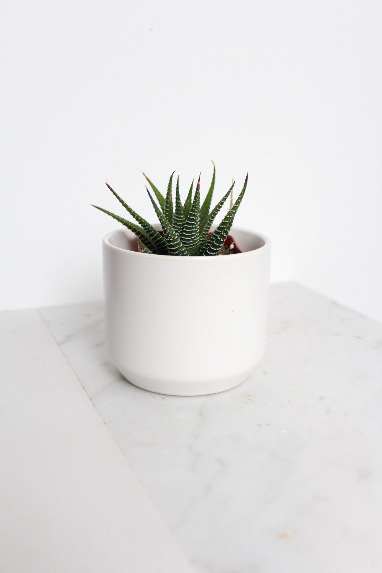Zebra Haworthia "Zebra Plant" Succulent Plant Potted Plant for Indoor Home Office Decor House Wedding Baby Shower Party Favors Gifts for Her