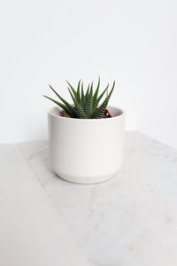 Zebra Haworthia "Zebra Plant" Succulent Plant Potted Plant for Indoor Home Office Decor House Wedding Baby Shower Party Favors Gifts for Her