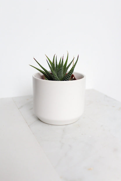 Zebra Haworthia "Zebra Plant" Succulent Plant Potted Plant for Indoor Home Office Decor House Wedding Baby Shower Party Favors Gifts for Her