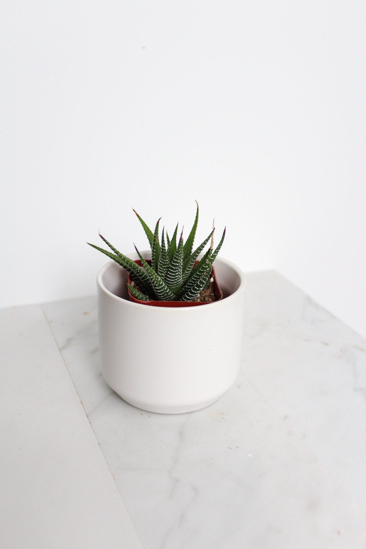 Zebra Haworthia "Zebra Plant" Succulent Plant Potted Plant for Indoor Home Office Decor House Wedding Baby Shower Party Favors Gifts for Her