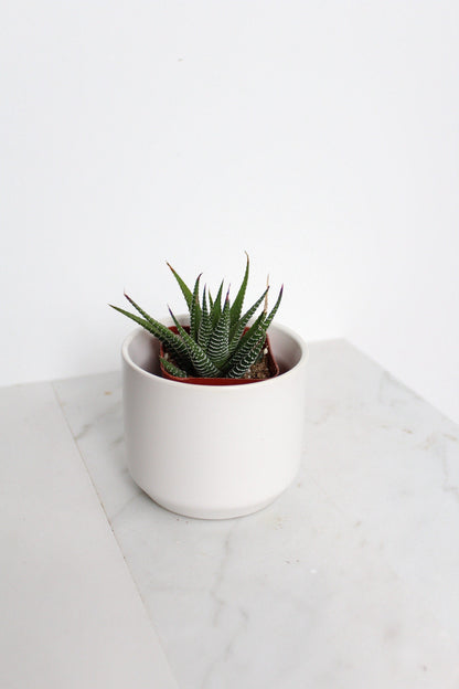 Zebra Haworthia "Zebra Plant" Succulent Plant Potted Plant for Indoor Home Office Decor House Wedding Baby Shower Party Favors Gifts for Her