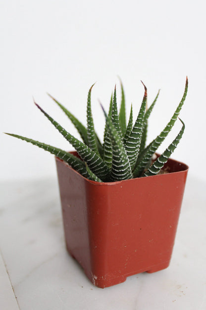 Zebra Haworthia "Zebra Plant" Succulent Plant Potted Plant for Indoor Home Office Decor House Wedding Baby Shower Party Favors Gifts for Her