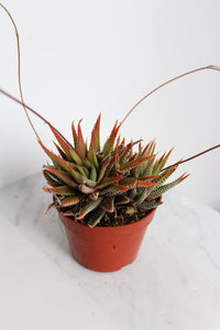 Zebra Haworthia "Zebra Plant" Succulent Plant Potted Plant for Indoor Home Office Decor House Wedding Baby Shower Party Favors Gifts for Her
