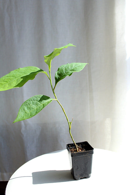 Fragrant Flower Saucer Magnolia Soulangeana Live Tree Bonsai Starter Tree Pink Tulip Flower Tree Outdoor Garden Landscape Deciduous Tree