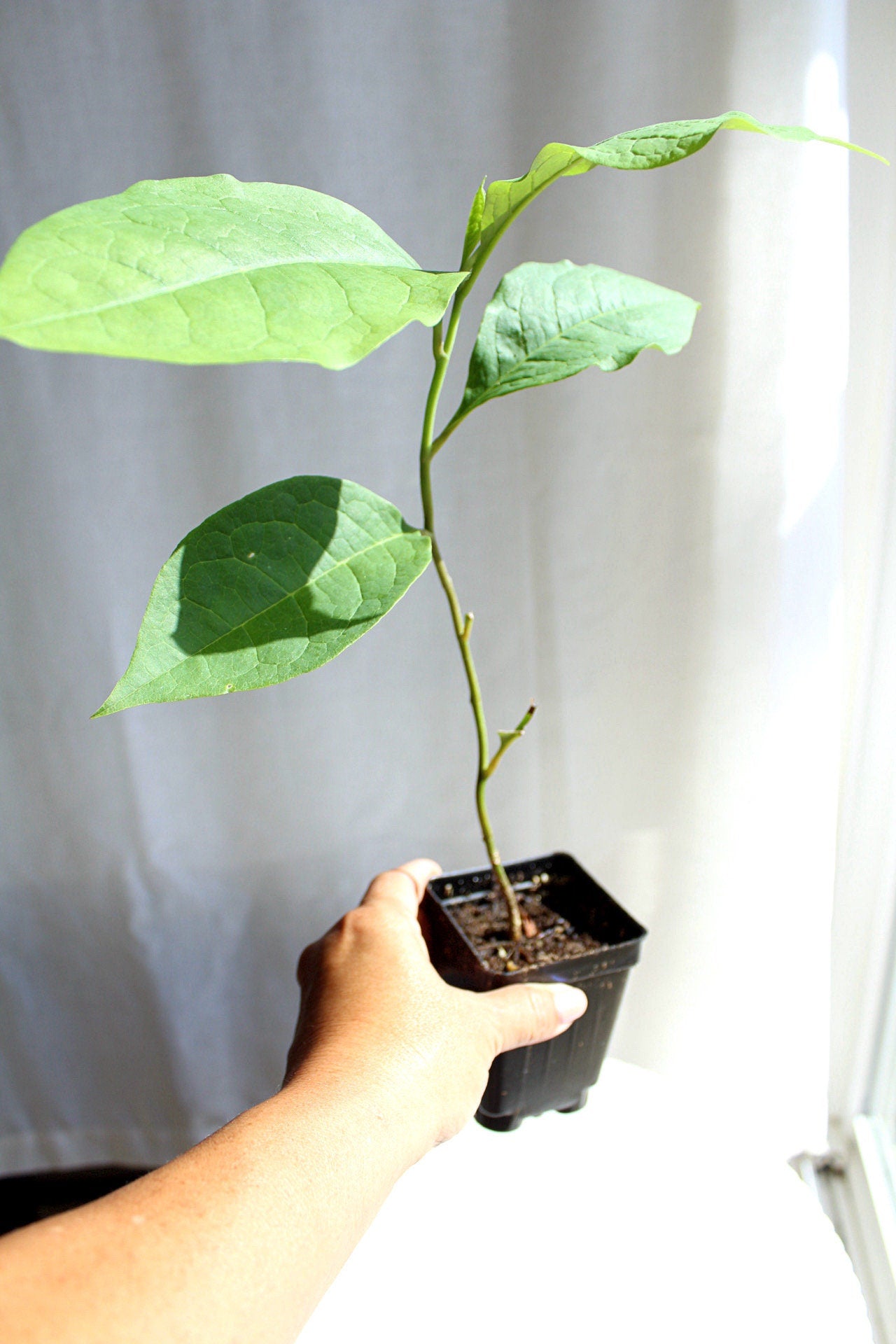 Fragrant Flower Saucer Magnolia Soulangeana Live Tree Bonsai Starter Tree Pink Tulip Flower Tree Outdoor Garden Landscape Deciduous Tree