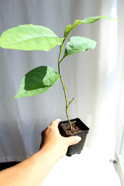 Fragrant Flower Saucer Magnolia Soulangeana Live Tree Bonsai Starter Tree Pink Tulip Flower Tree Outdoor Garden Landscape Deciduous Tree