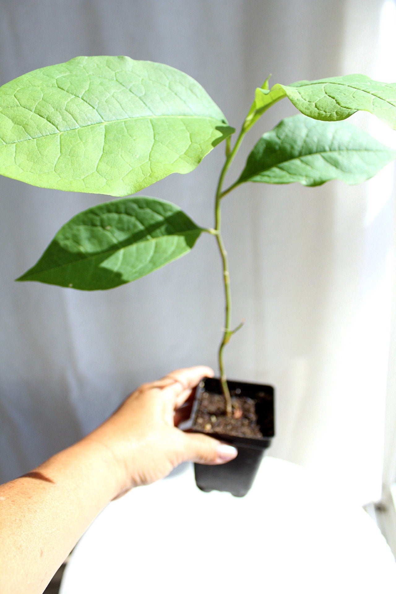 Fragrant Flower Saucer Magnolia Soulangeana Live Tree Bonsai Starter Tree Pink Tulip Flower Tree Outdoor Garden Landscape Deciduous Tree