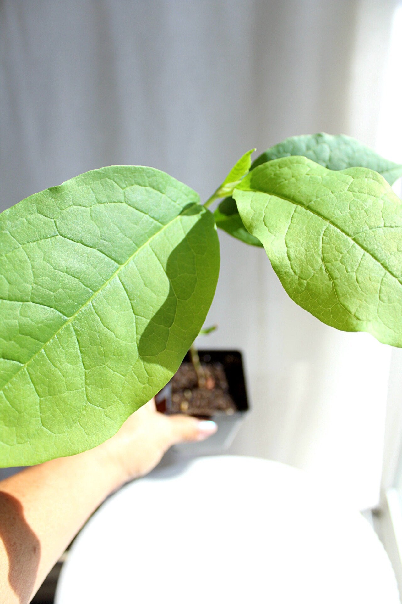 Fragrant Flower Saucer Magnolia Soulangeana Live Tree Bonsai Starter Tree Pink Tulip Flower Tree Outdoor Garden Landscape Deciduous Tree