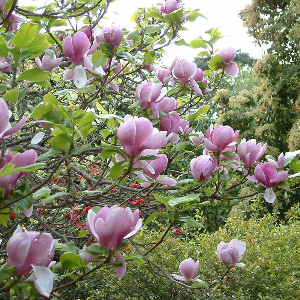 Fragrant Flower Saucer Magnolia Soulangeana Live Tree Bonsai Starter Tree Pink Tulip Flower Tree Outdoor Garden Landscape Deciduous Tree