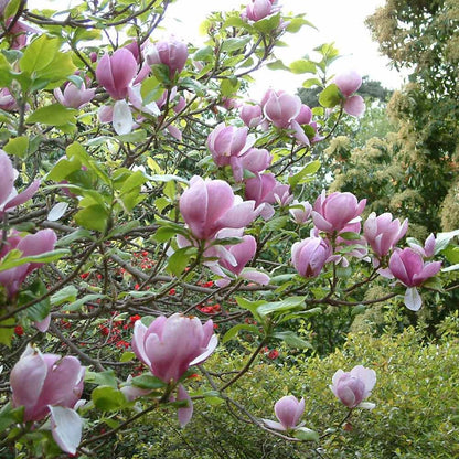 Fragrant Flower Saucer Magnolia Soulangeana Live Tree Bonsai Starter Tree Pink Tulip Flower Tree Outdoor Garden Landscape Deciduous Tree
