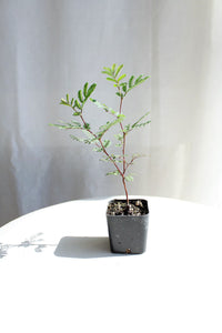 Purple Leaf Acacia – Drought-Tolerant Weeping Starter Tree