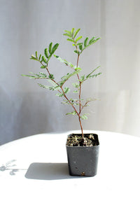 Purple Leaf Acacia – Drought-Tolerant Weeping Starter Tree
