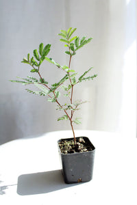 Purple Leaf Acacia – Drought-Tolerant Weeping Starter Tree