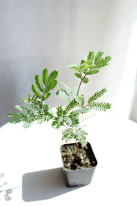 Purple Leaf Acacia – Drought-Tolerant Weeping Starter Tree