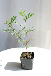 Purple Leaf Acacia – Drought-Tolerant Weeping Starter Tree