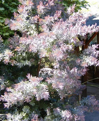 Purple Leaf Acacia – Drought-Tolerant Weeping Starter Tree