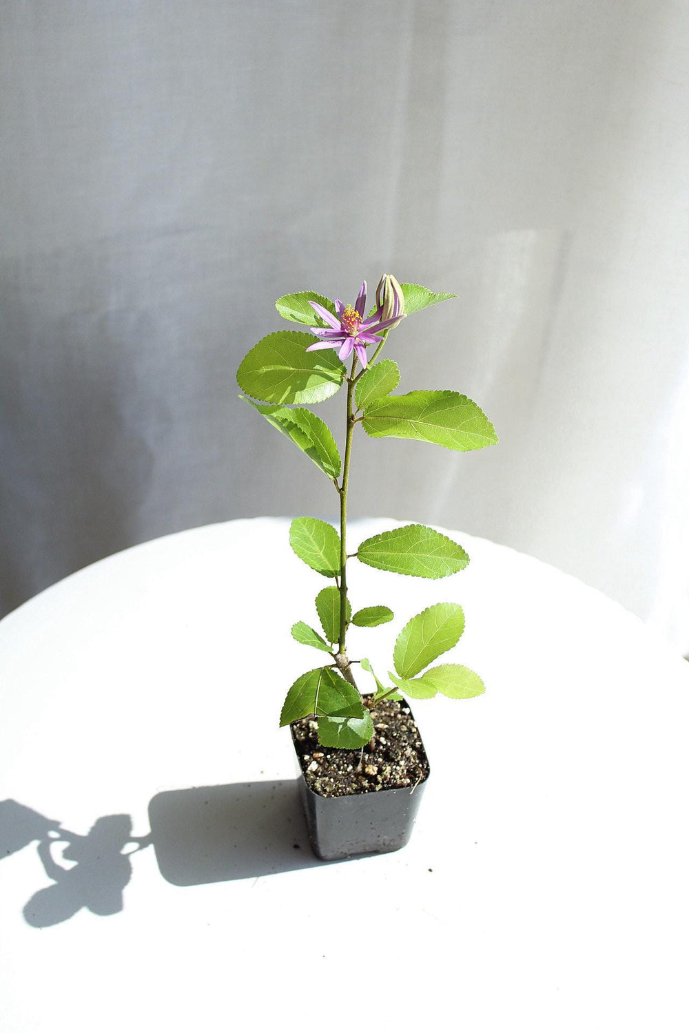 Lavender Star Flower Bonsai Tree African Starbush Crossberry Starter Plant Shrub Purple Flower Evergreen Climber Trellis Arbor Cover Outdoor