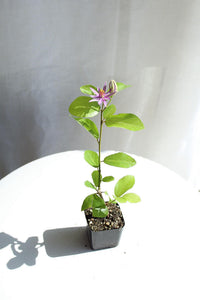 Lavender Star Flower Bonsai Tree African Starbush Crossberry Starter Plant Shrub Purple Flower Evergreen Climber Trellis Arbor Cover Outdoor