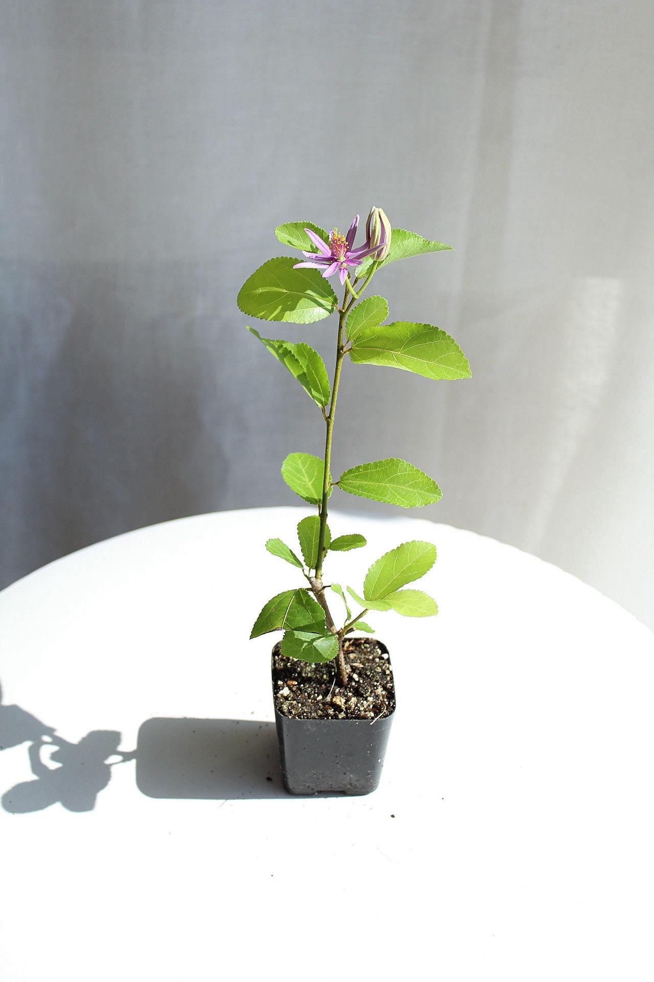 Lavender Star Flower Bonsai Tree African Starbush Crossberry Starter Plant Shrub Purple Flower Evergreen Climber Trellis Arbor Cover Outdoor