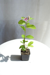 Lavender Star Flower Bonsai Tree African Starbush Crossberry Starter Plant Shrub Purple Flower Evergreen Climber Trellis Arbor Cover Outdoor