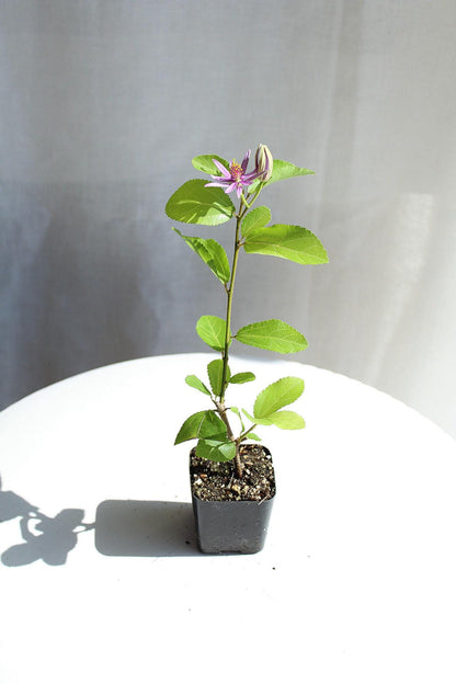 Lavender Star Flower Bonsai Tree African Starbush Crossberry Starter Plant Shrub Purple Flower Evergreen Climber Trellis Arbor Cover Outdoor