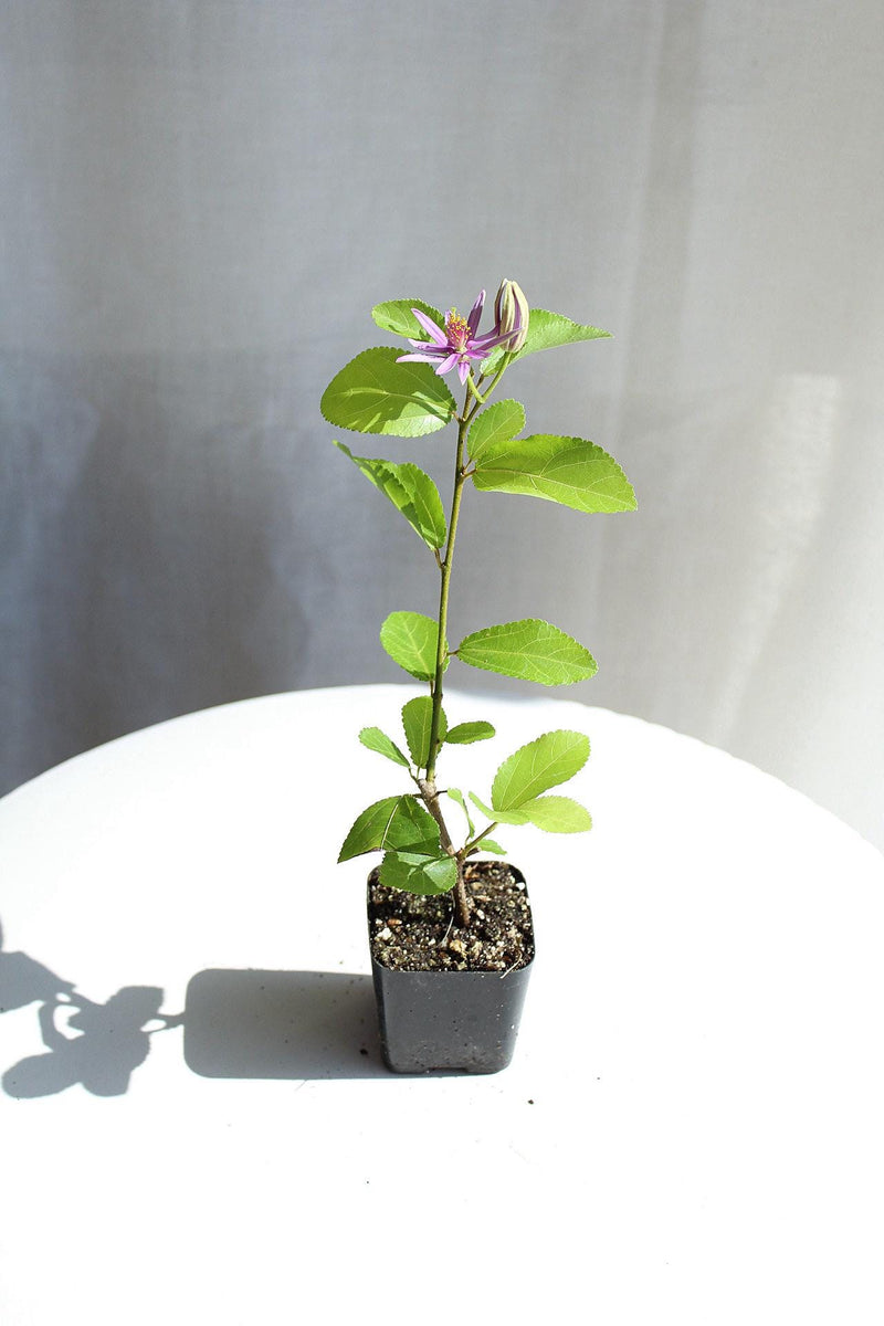 Lavender Star Flower Bonsai Tree African Starbush Crossberry Starter Plant Shrub Purple Flower Evergreen Climber Trellis Arbor Cover Outdoor