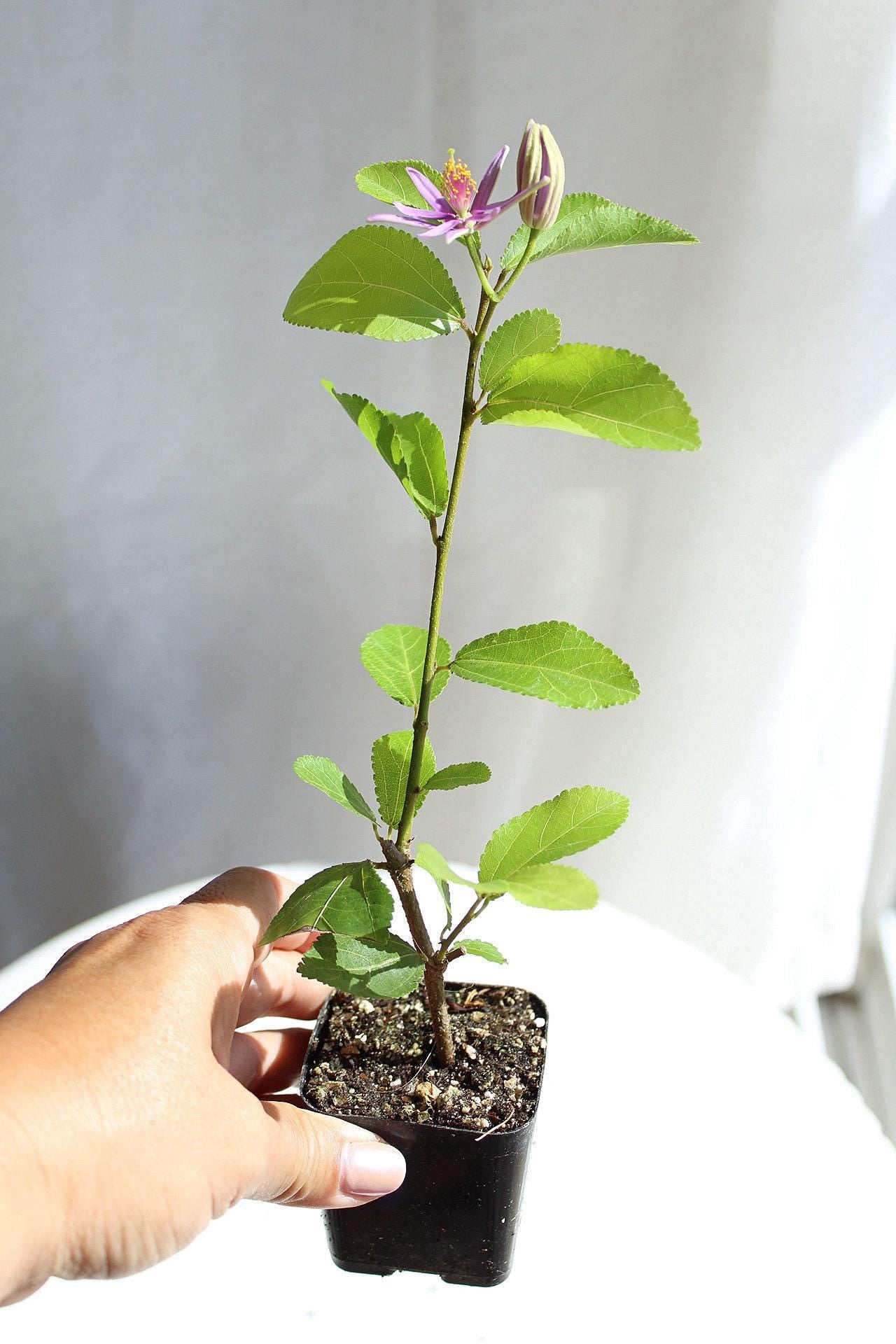 Lavender Star Flower Bonsai Tree African Starbush Crossberry Starter Plant Shrub Purple Flower Evergreen Climber Trellis Arbor Cover Outdoor