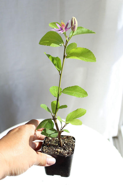 Lavender Star Flower Bonsai Tree African Starbush Crossberry Starter Plant Shrub Purple Flower Evergreen Climber Trellis Arbor Cover Outdoor